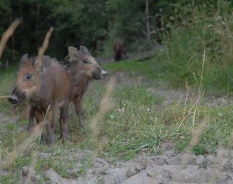 Gites des étangs dans l'Indre